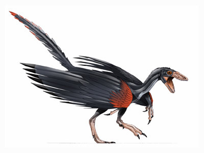  Archaeopteryx