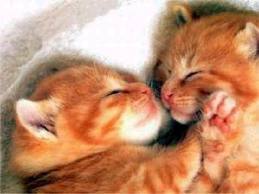  Awwwwwww cat kiss