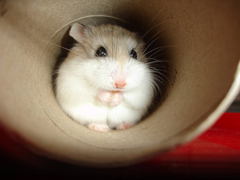 Cute Dwarf Hamster!