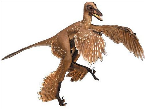 Microraptor