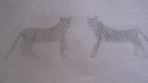  My drawings:Cats