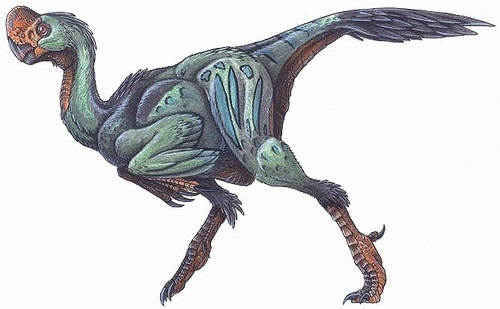 Oviraptor Mongoliensis
