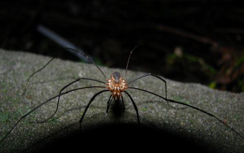  거미 AT NIGHT