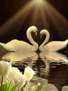  Swans Have A Partner For Life ♥