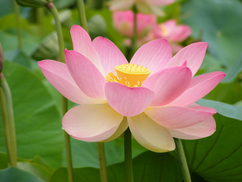  Water lily o lotus