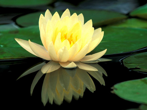  Water lily or lotus