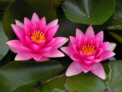  Water lily или lotus