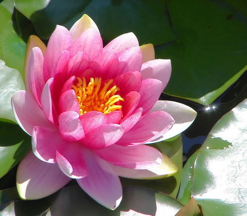 Water lily or lotus