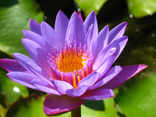  Water lily 或者 lotus