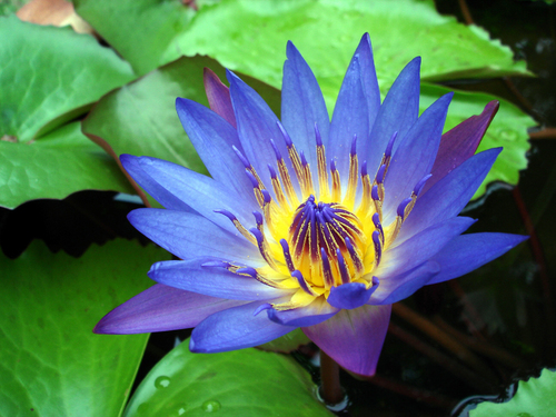  Water lily au lotus