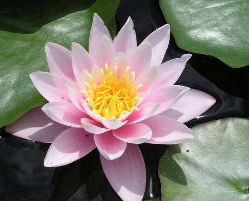  Water lily oder lotus