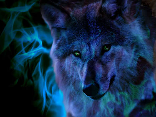 cool wolf pic