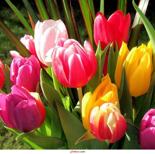  tulips