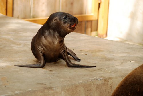  Baby zeehond, seal