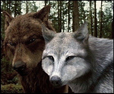  Jacob & Leah -Wolf-