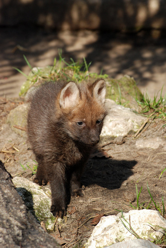  Maned wolf pup