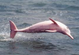  roze dolfijn