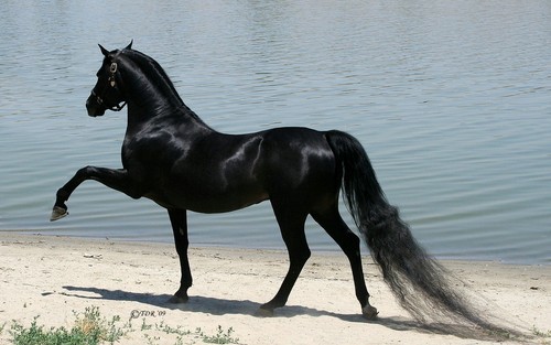  Beautiful Horse