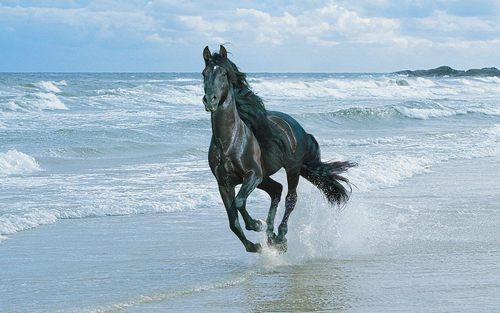  Beautiful Horse