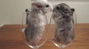 Chinchillas in a cup