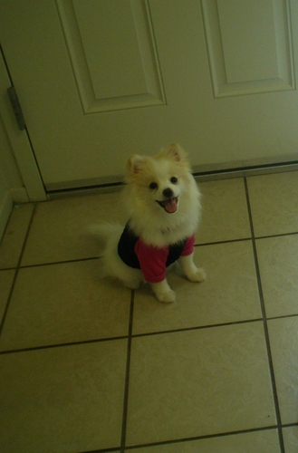  My baby Lilah, ready to go to the vet :)