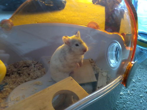  My hamster :)