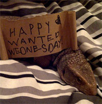 The Wanted's lizard