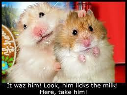  hamsters