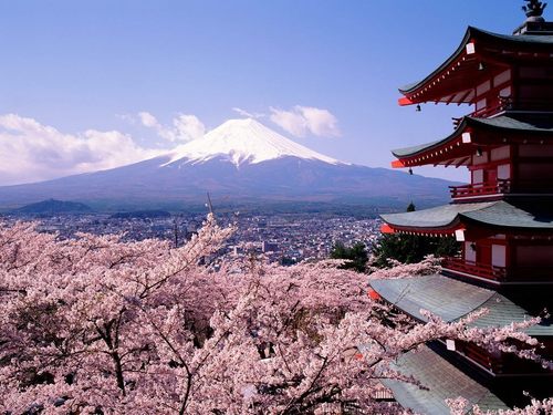  ceri, cherry Blossoms and Fuji