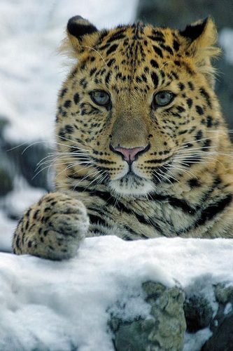 Leopardss