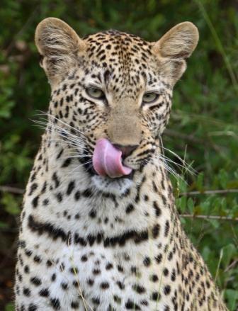  Leopardss
