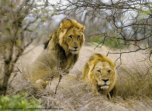Lionss