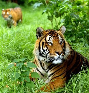  Tigerrs