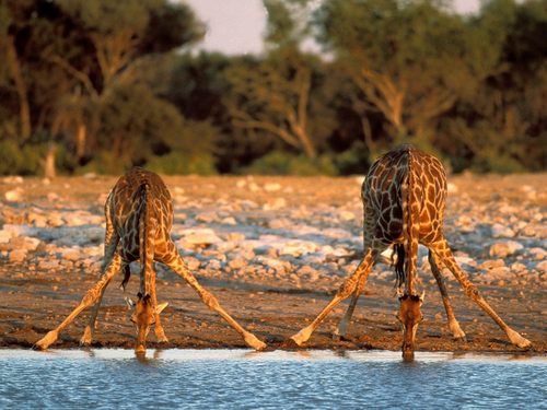  thirsty giraffes