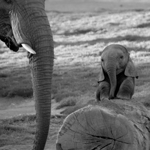  Baby elefante With Mother