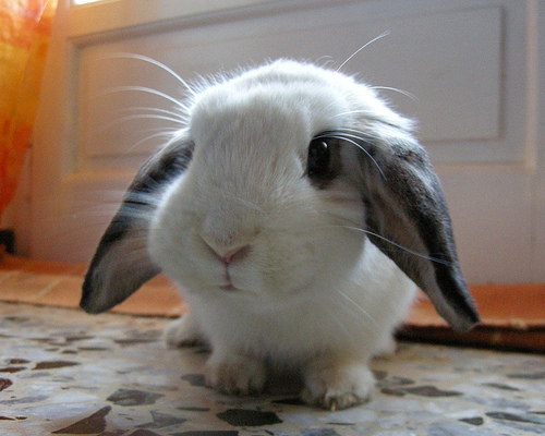  Black and White Lop Eared