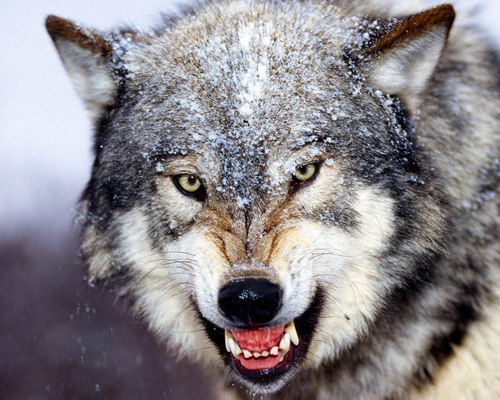  Growling serigala, wolf