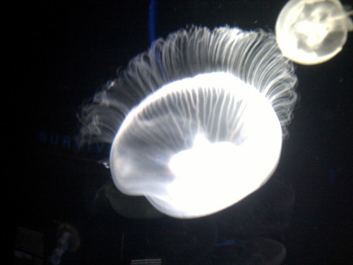  Jellyfish glow