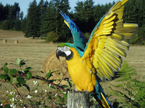  Blue-and-Yellow एक प्रकार का तोता, एक प्रकार का वृक्ष