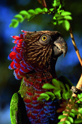  Hawk-headed burung beo, kakatua
