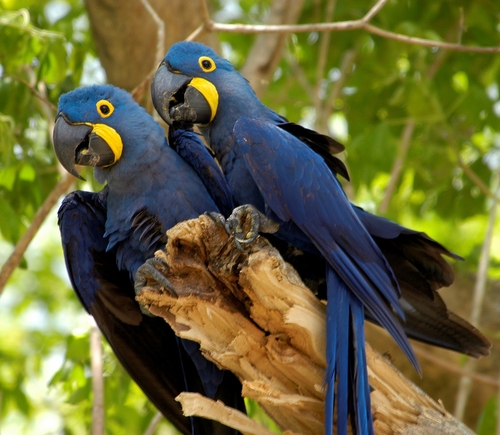  Hyacinth ara, macaw