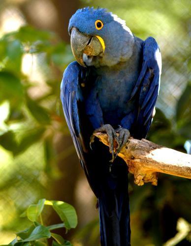  Hyacinth ara, macaw