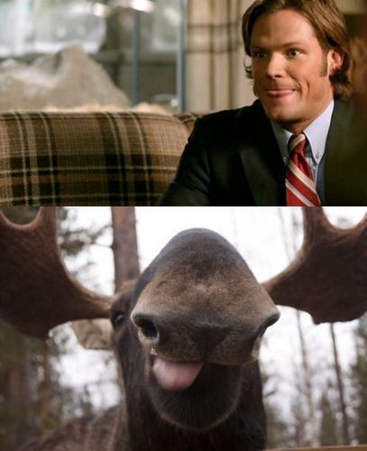  Moose on the Loose