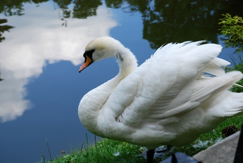 angsa, swan