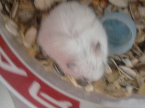  hamster