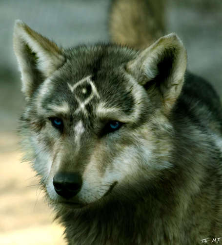 Real Wolf Link
