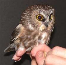  cute owl