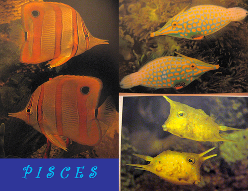  PISCES: The ikan