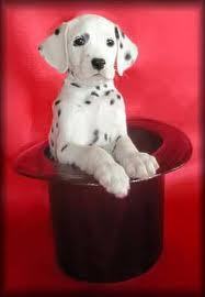  dalmation pup in red hat