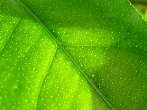 Lemon leaf close-up
